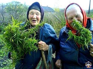 Приколы из интернета-prostokvashino.jpg