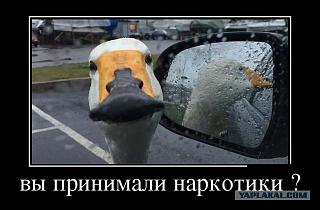 Для поднятия настроения!-5209087.jpg