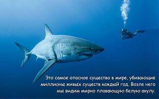 Для поднятия настроения!-getimage-5-800x600-.jpg