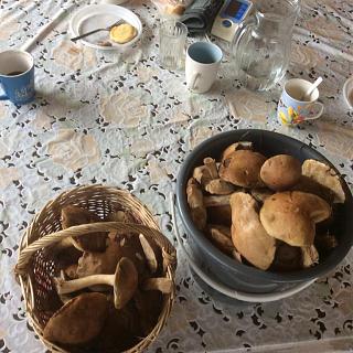 Тихая охота. Грибы, ягоды...-image.jpg