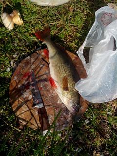 Рыбалка-img_20150621_073733.jpg