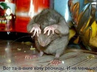 Для поднятия настроения!-mysh.jpg
