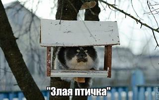 Приколы из интернета-hzxqzd1kcqo.jpg