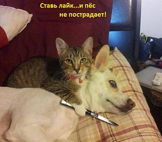 Приколы из интернета-prikol.jpg