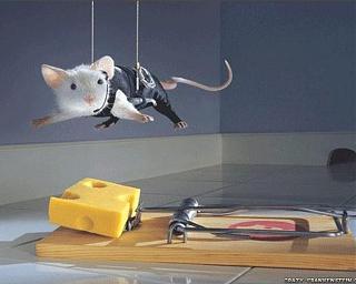 Приколы из интернета-just-hanging-around-yorkshire_rose