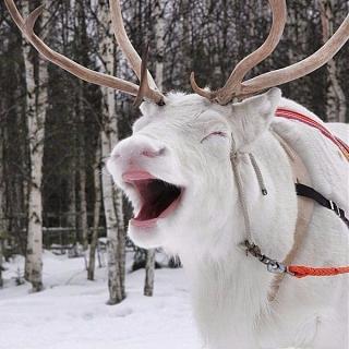 С Новым годом!-145158729118271913.jpg