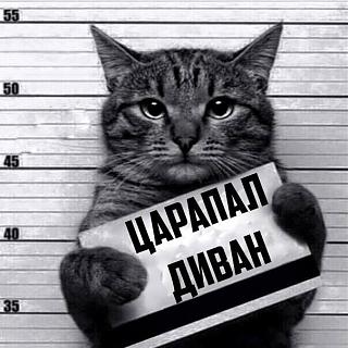 Приколы из интернета-kot.jpg