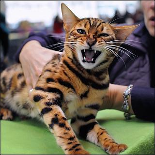 Приколы из интернета-bengalskaya-koshka.jpg