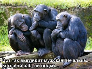 Приколы из интернета-jbk7jubv3mg.jpg