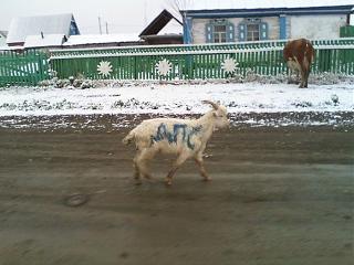 Для поднятия настроения!-7695fa9d8533a316bb996d810019a15b.jpg