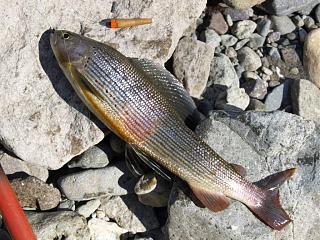 Рыбалка-fish1.jpg