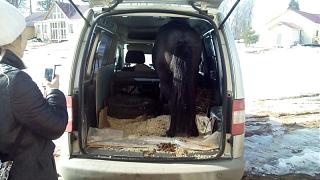 А что еще можно перевезти на Caddy ?-2016-03-27-11-44-39.jpg