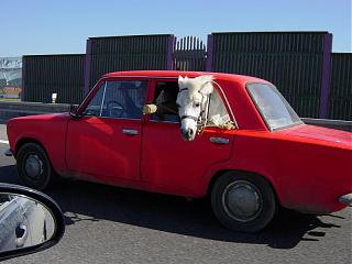 А что еще можно перевезти на Caddy ?-451223_900.jpg