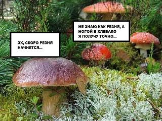 Приколы из интернета-griby.jpg