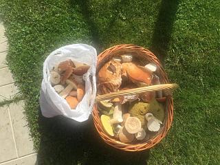 Тихая охота. Грибы, ягоды...-image.jpg