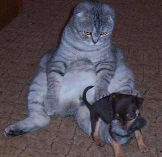 Домашние питомцы.-image-3.jpeg