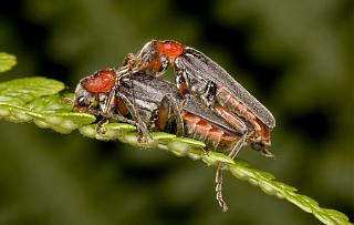 Строим "свой"дом!-cantharis_rustica_03.jpg