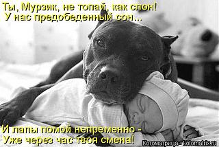 Домашние питомцы.-image.jpeg