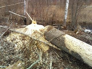 Флудилка-img_20170428_170343.jpg