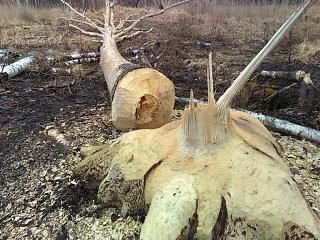 Флудилка-img_20170427_163822.jpg