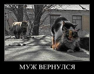 Для поднятия настроения!-fgppgl3w4s5y.jpg