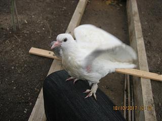 Домашние питомцы.-img_2851.jpg
