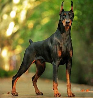 Домашние питомцы.-doberman-budka-dlya-dobermana.jpg