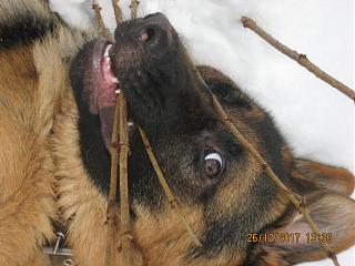 Домашние питомцы.-img_3394.jpg