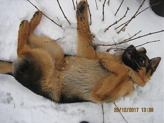Домашние питомцы.-img_3395.jpg