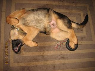 Домашние питомцы.-img_3065.jpg