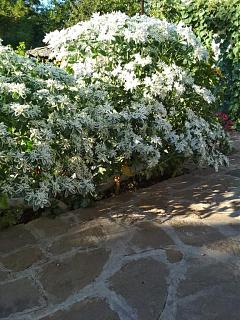 Дача, сад, огород.-img_20180809_175017.jpg