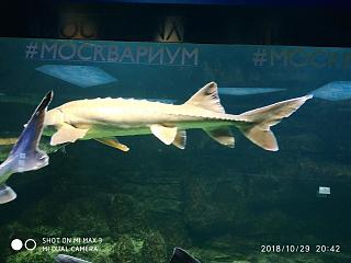Флудилка-img_20181029_204254.jpg