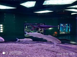 Флудилка-img_20181029_204127.jpg