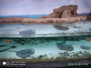 Флудилка-img_20181029_210213.jpg