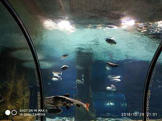 Флудилка-img_20181029_210113.jpg