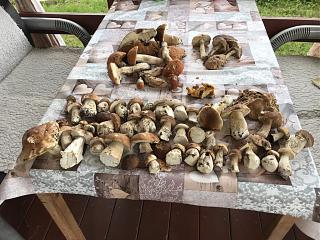 Тихая охота. Грибы, ягоды...-27e83553-f2be-4c85-a3e5-0bd5aa0f9e57.jpg