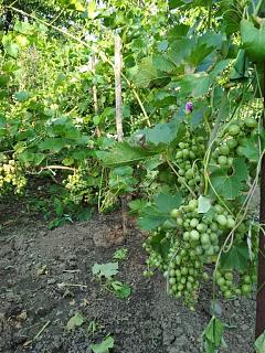 Дача, сад, огород.-img_20190729_172111.jpg