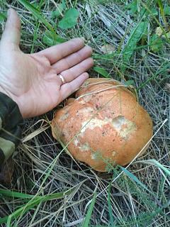 Тихая охота. Грибы, ягоды...-img_20190904_154142.jpg