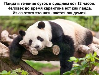Вирус.-261485f5-e82b-4d5b-be3a-5066fbf19e4f.jpg