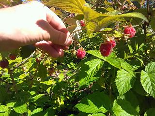 Дача, сад, огород.-img_20200726_151448.jpg