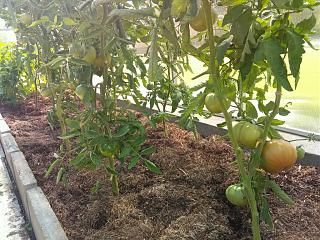 Дача, сад, огород.-img_20200726_151029.jpg