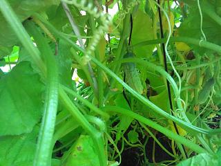 Дача, сад, огород.-img_20200726_151132.jpg