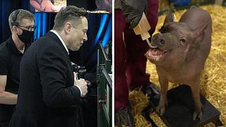 Флудилка-elon-pic905-895x505-44649.jpg