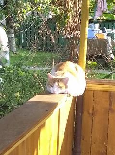 Дача, сад, огород.-img_20200912_170717.jpg