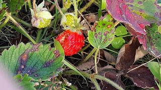 Дача, сад, огород.-20200922_171908-1-.jpg