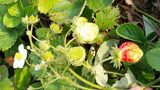 Дача, сад, огород.-20200922_172127-1-.jpg