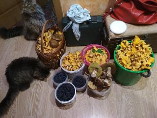 Тихая охота. Грибы, ягоды...-img_20200801_163432.jpg