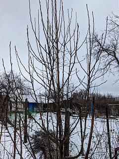 Дача, сад, огород.-whatsapp-image-2021-03-03-at
