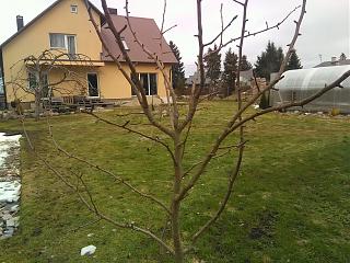 Дача, сад, огород.-img_20210303_163250.jpg