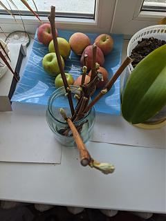 Дача, сад, огород.-whatsapp-image-2021-03-31-at